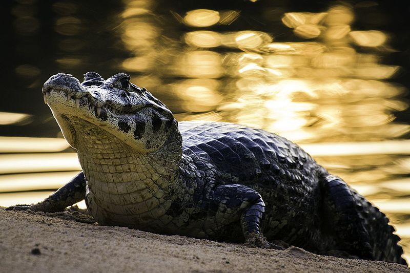 Jacaré, também chamado aligátor e caimão, são crocodilianos da família Alligatoridae, sendo muito parecidos com os crocodilos, dos quais se distinguem pela cabeça mais curta e larga e pela presença de membranas interdigitais nos polegares das patas traseiras.
