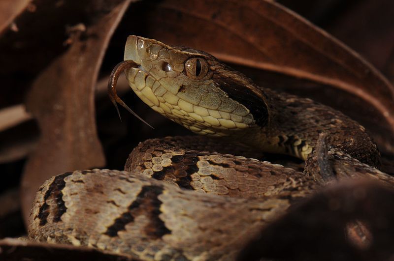 Jararaca Bothrops jararaca Sibilando 1