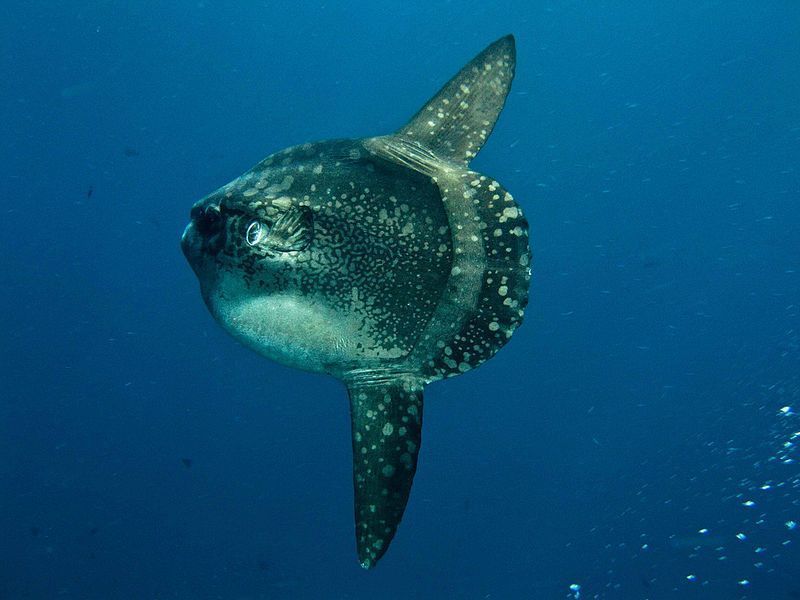 É o peixe ósseo mais pesado do mundo, possui a mesma toxina que os baiacus, e não se adapta a viver bem em cativeiro.