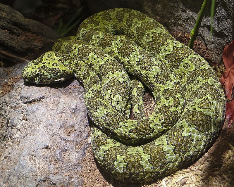 Protobothrops mangshanensis mang pitviper LA zoo top