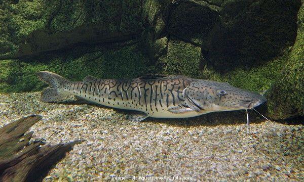 Sucuri enrolada no peixe cachara; veja vídeo 2 Pseudoplatystoma fasciatum