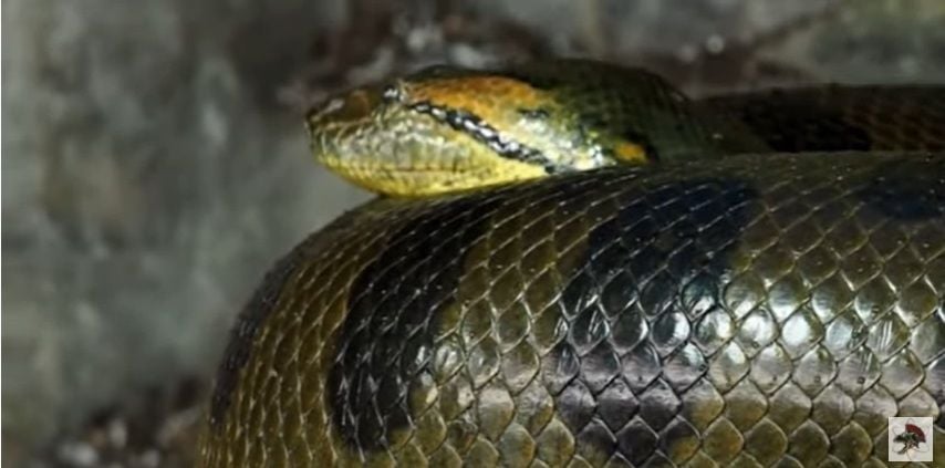 As sucuris, também conhecida como anacondas, é um gênero de boinae encontradas na América do Sul