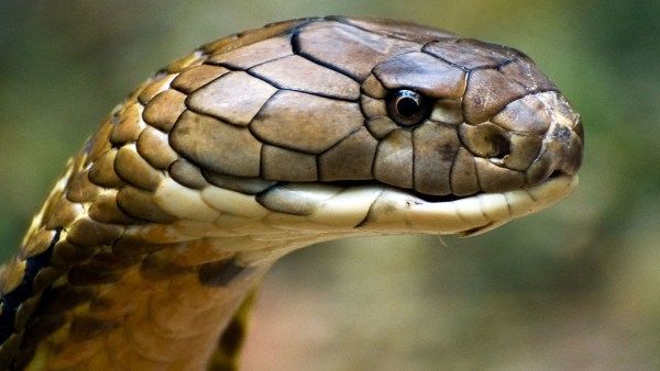 Nomes populares de cobras, como cobra-rei, podem definir um grande número de espécies. Neste caso, trata-se da Ophiophagus hannah. A serpente possui veneno e atinge cerca de 4,25 metros de comprimento.