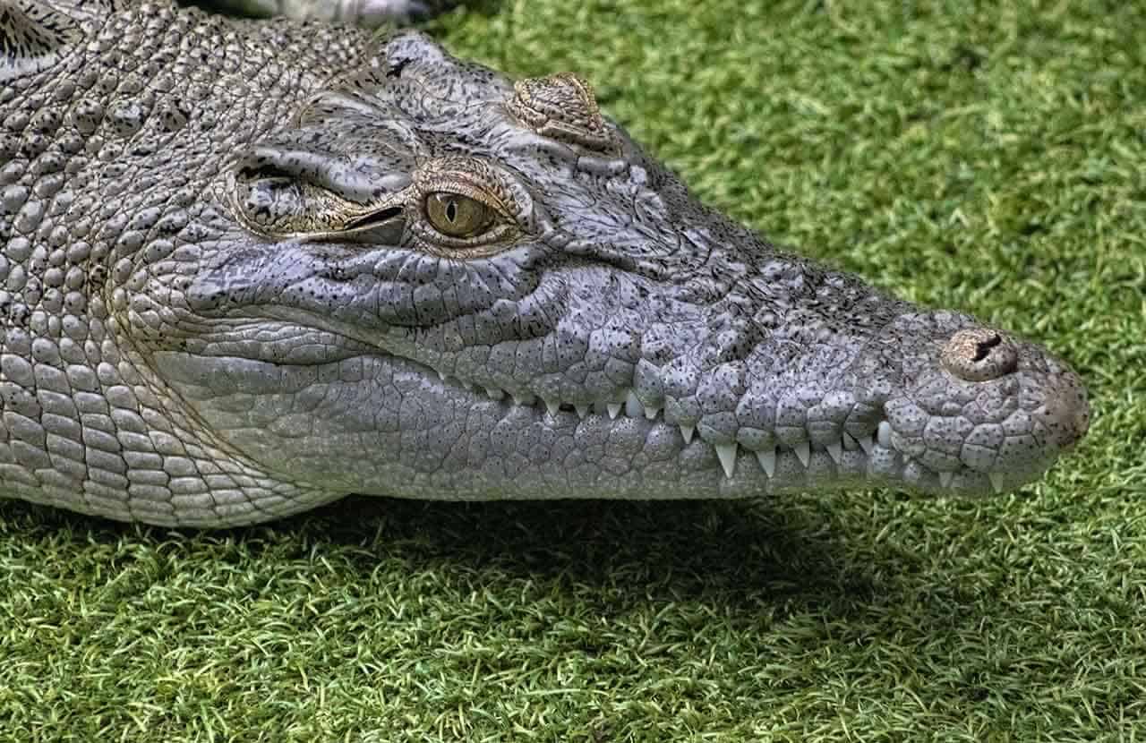 A principal arma do crocodilo é sua poderosa mandíbula recheada de dentes (podem chegar a 80).