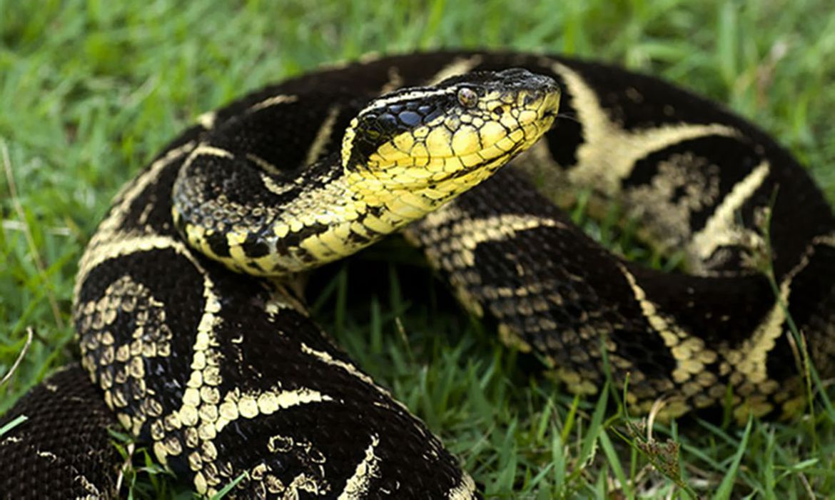 Considerada no reino das serpentes como ‘majestade’, a Jararacuçu (Bothrops jararacússu) é a segunda cobra mais peçonhento, ou seja, venenosa do Brasil.