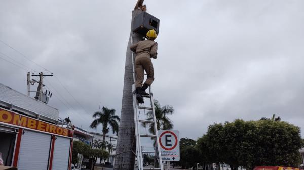 ninho de araras na porto alegre ganha reforco