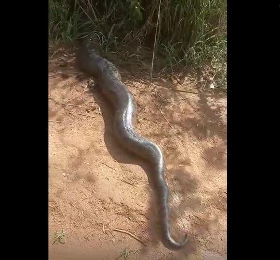 Cobra gigante que viralizou em vídeo pode ser real, mas não é encontrada no  Brasil