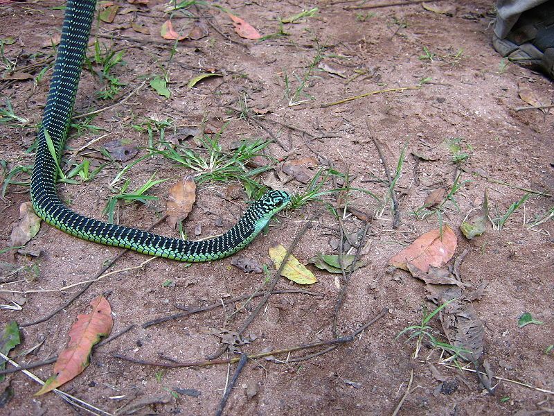 800px MaleBoomslang