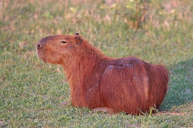 Capybara Hydrochoerus hydrochaeris
