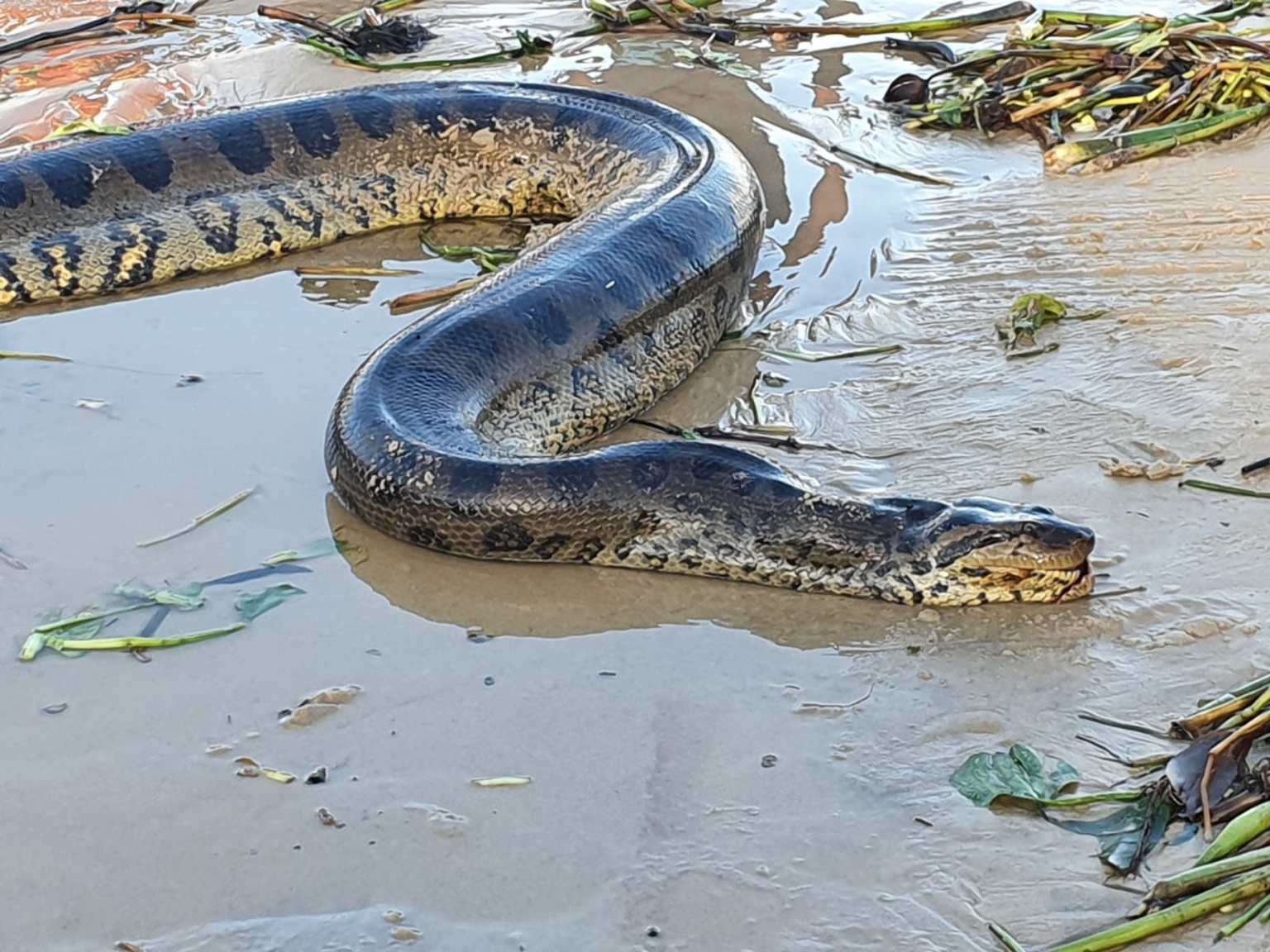 Ataques a pessoas por sucuris são bastante raros. Porém, imagens de filmes fictícios como Anaconda, estão fixadas no imaginário popular, e contribui desta forma para a má fama das sucuris de devoradora de homens, o que não representa a realidade