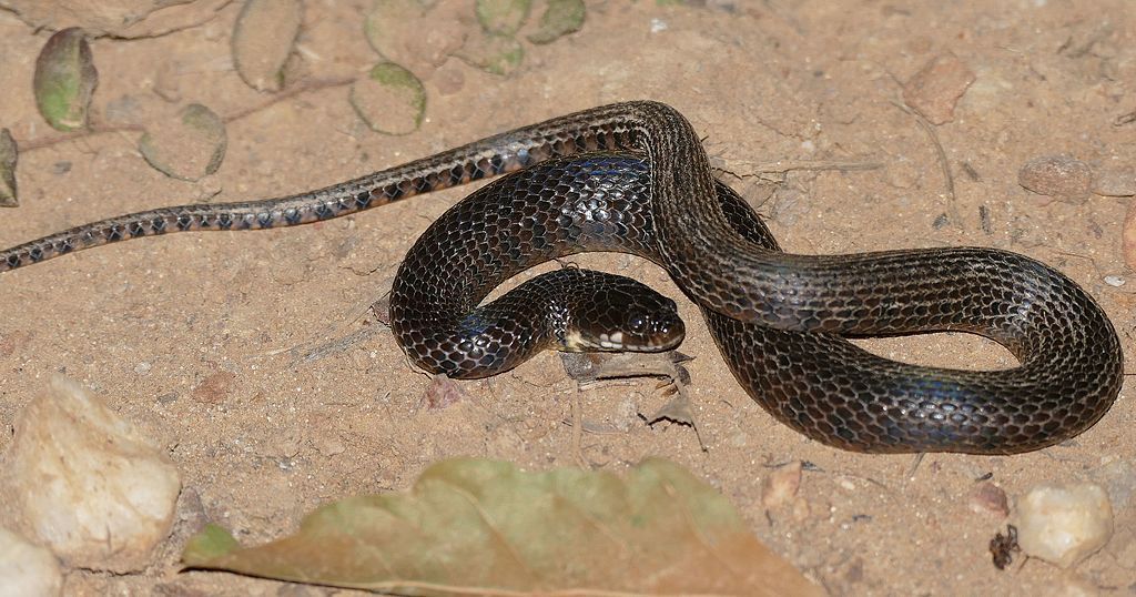 Cobra d’água pica banhista em praia; homem fica ferido, assista