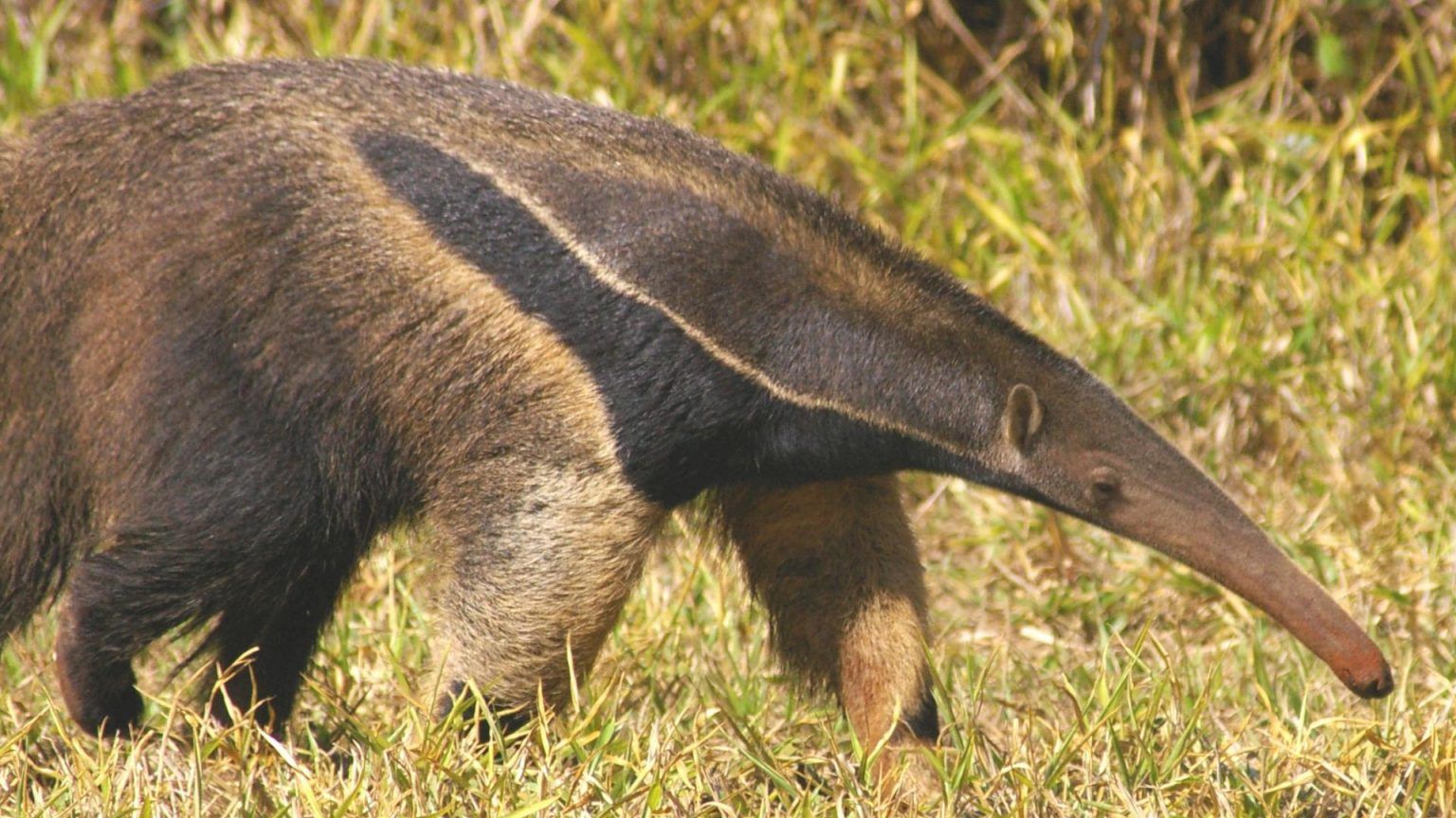 Tamandua bandeira. Luiz Carlos Rocha Flickr 2008 1536x864 1