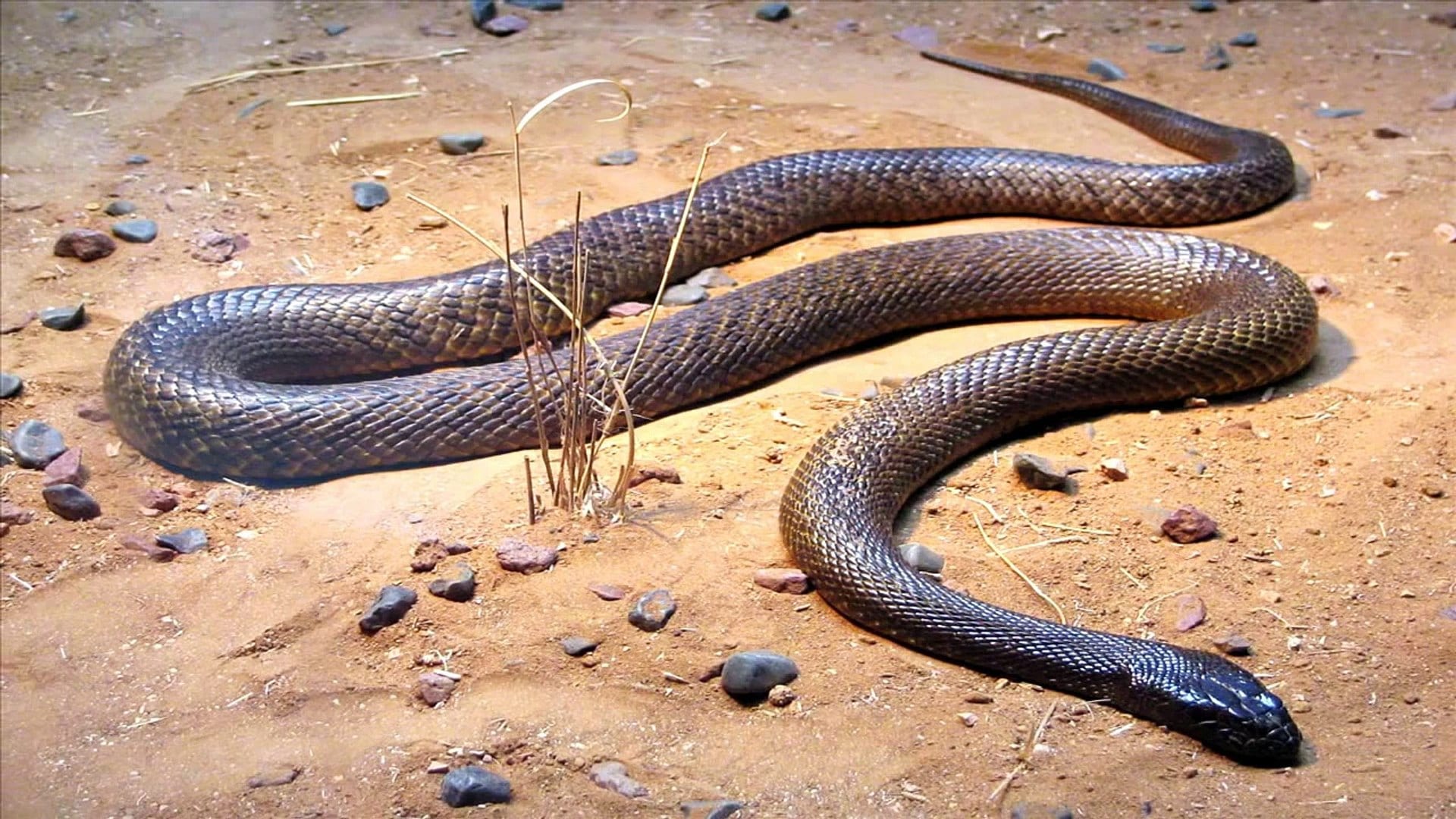 afinal qual e a cobra mais venenosa do mundo e do brasil 4