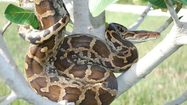 Cobra é uma denominação genérica, utilizada frequentemente na língua portuguesa como sinônimo para serpente