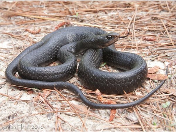 Boiruna maculata, popularmente conhecida como Muçurana. Foto: divulgação.