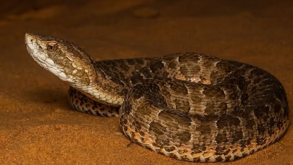 cotiara entre as cobras mais venenosas do brasil