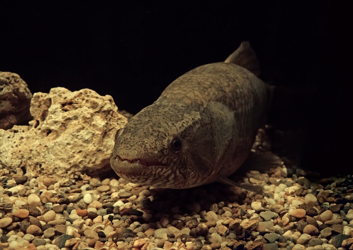 A traíra pertence a um grupo de peixes desprovidos de nadadeira adiposa.