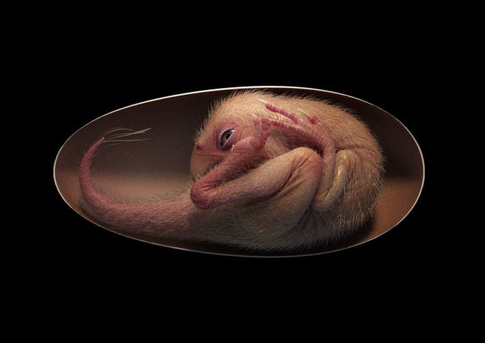 Cientistas encontram fóssil de embrião de dinossauro dentro do ovo 2 low res life reconstruction of a close to hatching oviraptorosaur dinosaur embryo based on the new specimen baby yingliang credit lida