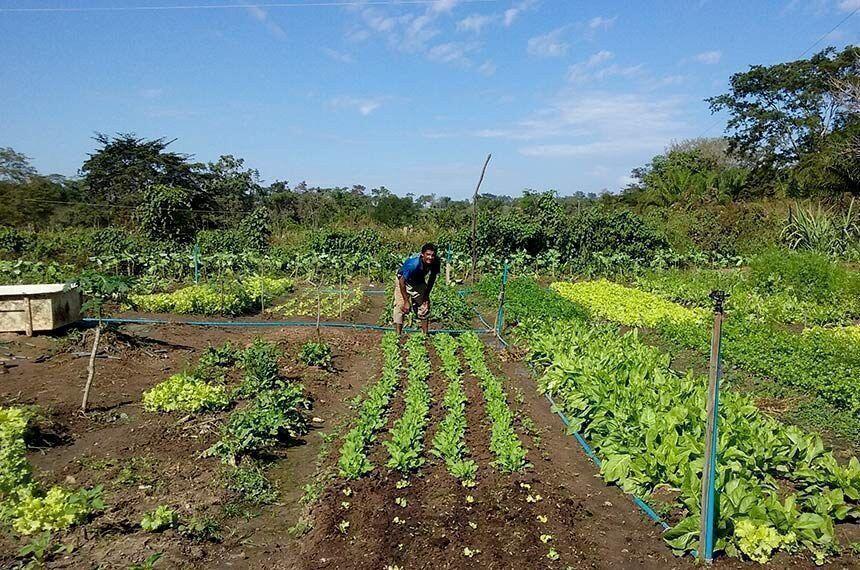 promulgada lei que preve socorro de r 2 5 mil para agricultores familiares na pandemia