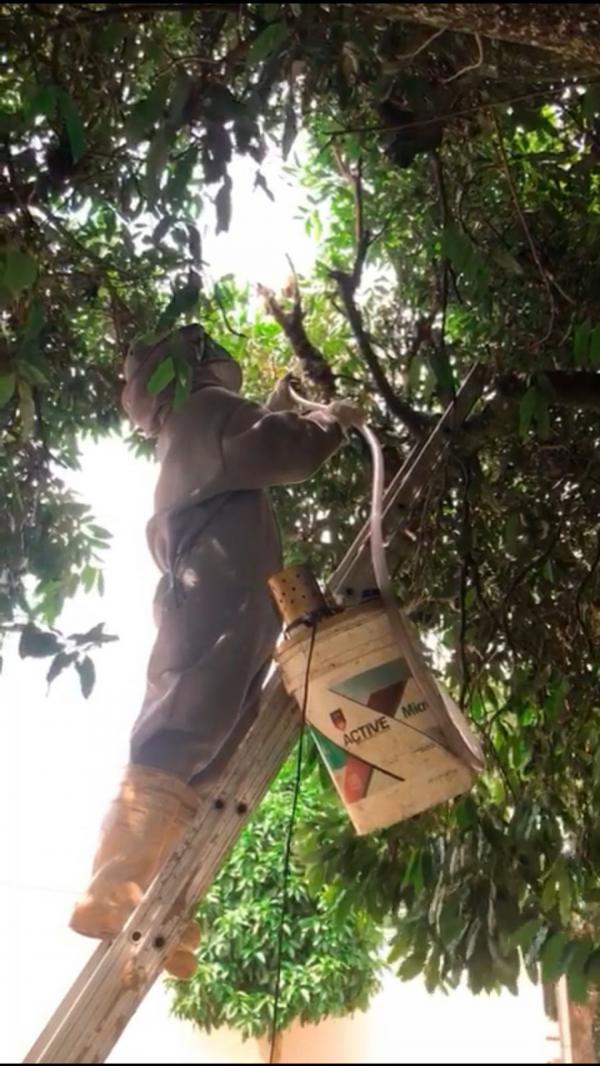 secretaria de agricultura e meio ambiente desenvolve tecnica para captura de abelhas