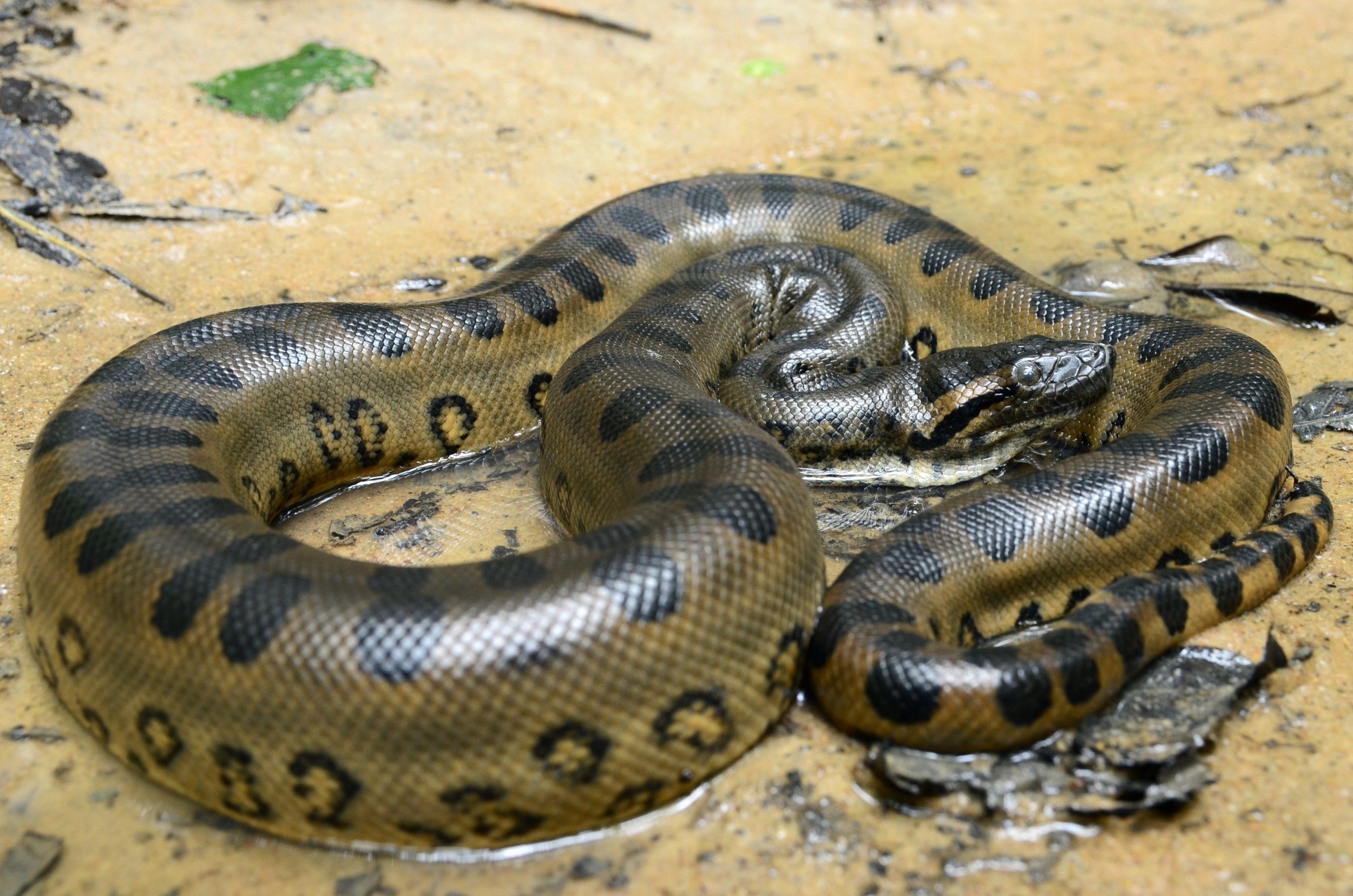 As sucuris são da mesma família das jiboias e das cobras-papagaio, que também usam a estratégia de constrição para caçar