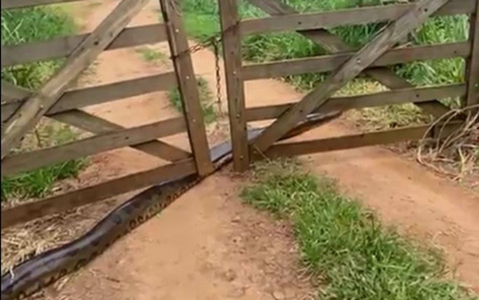 Estas cobras vivem perto de córregos, rios e lagos. Apesar de não serem ágeis em ambiente terrestre, elas são muito rápidas dentro d’água podendo ficar até 30 minutos sem respirar. Possuem hábitos crepusculares e noturnos.