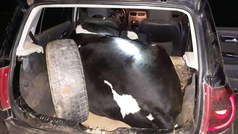 vaca estava amarrada e sedada em carro adaptado para transportar animais 1 57198
