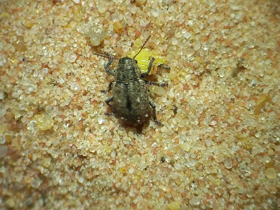 Cascudinho da soja mede cerca de 5 mm o corpo é oval de coloração preta fosca e recoberto de escamas curtas e robustas