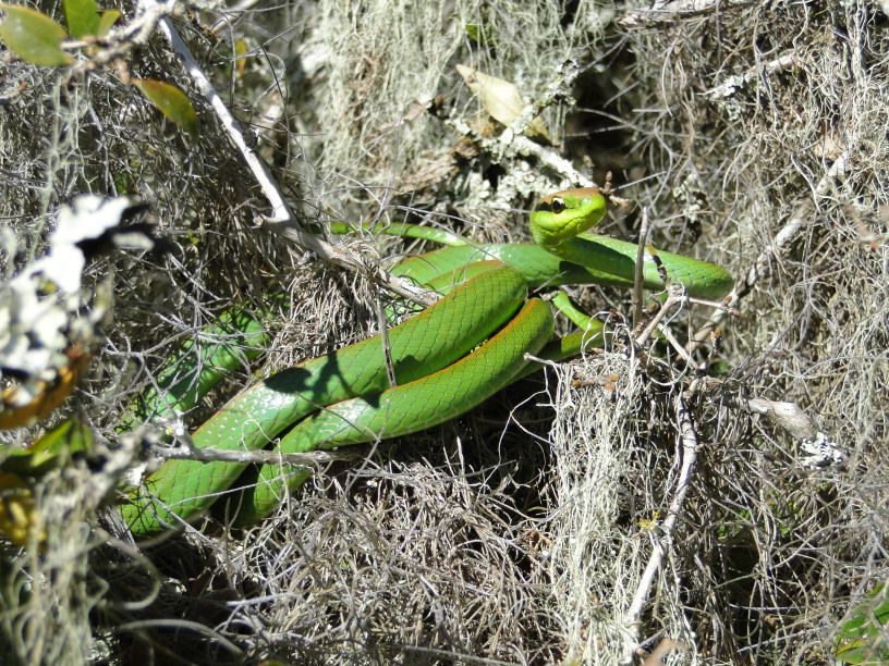 Flagrante raro mostra cobrinha-cipó se alimentando em Cunha (SP), Terra da  Gente