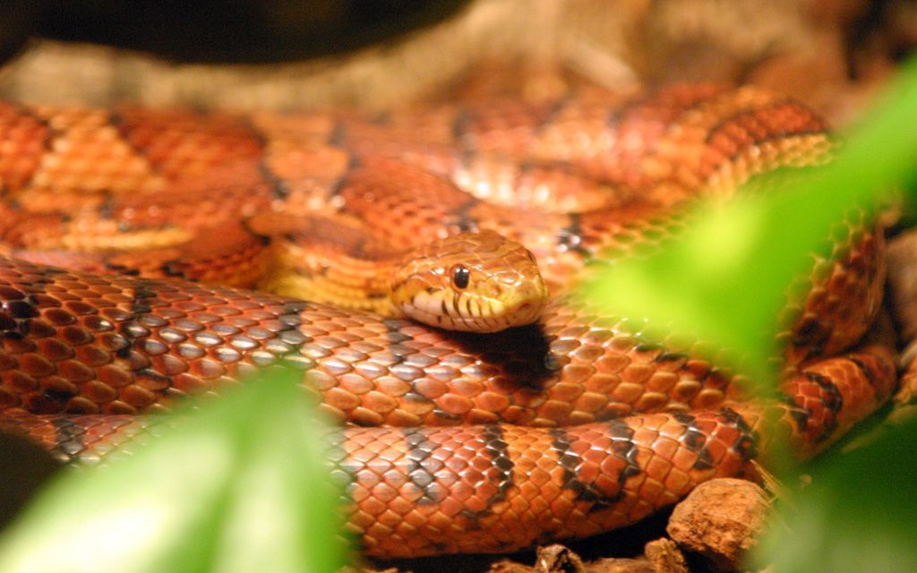 Polícia apreende 17 cobras, jabuti, maconha e ovos de répteis em