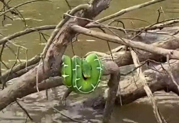 A periquitamboia é uma serpente ma constritora (mata por sufocamento) que passa um grande período de tempo enrolada em troncos de árvores, ela alimenta-se basicamente de roedores, pequenas aves e répteis