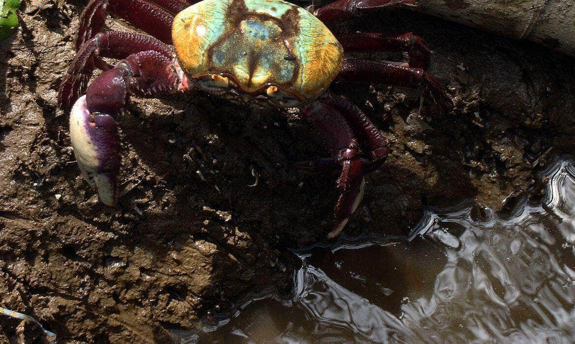 aplicativo ajuda a preservar caranguejo uca durante acasalamento