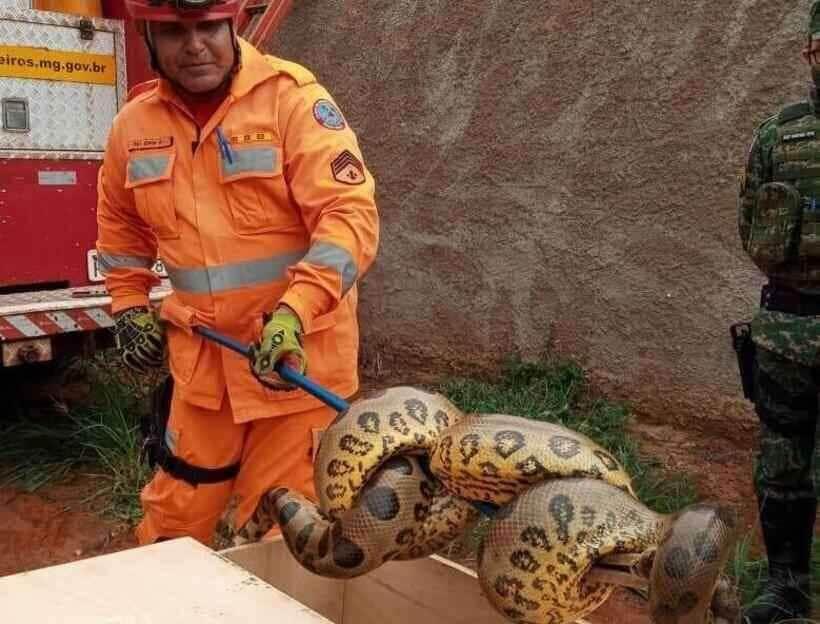 bombeiro resgata sucuri 1 98334