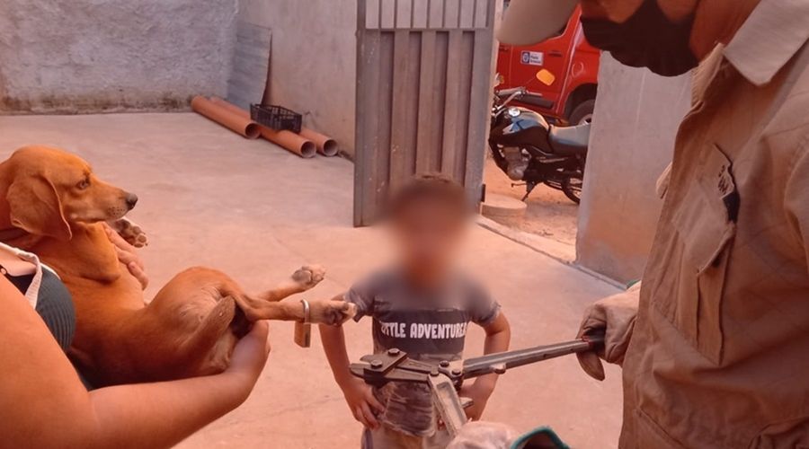 Uma criança brincava com o cachorro e em dado momento, acabou fechando o cadeado em uma das patas do animal