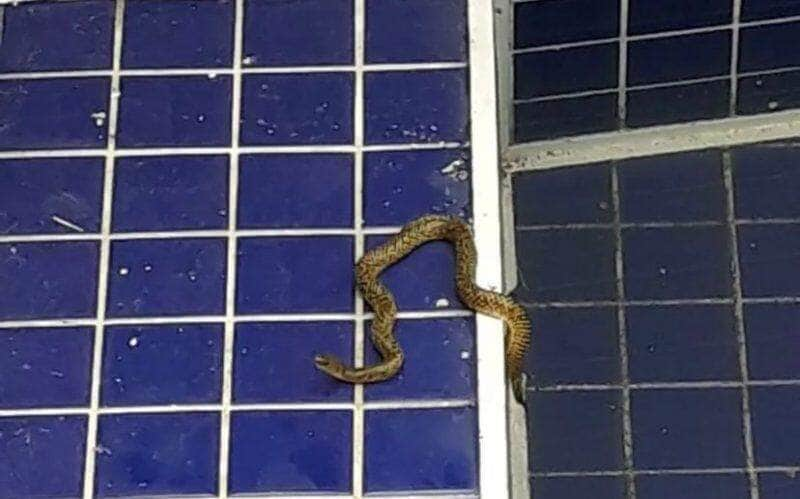 Vídeo: cobra sai de dentro de outra serpente durante resgate