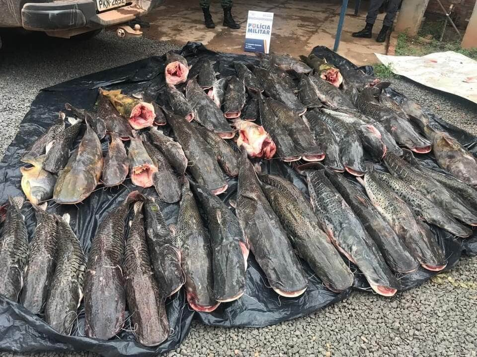 duas pessoas sao presas transportando 400 kg de pescado irregular em barra do bugres