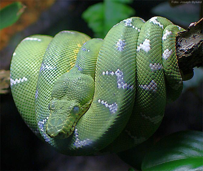 fotodia corallus caninus