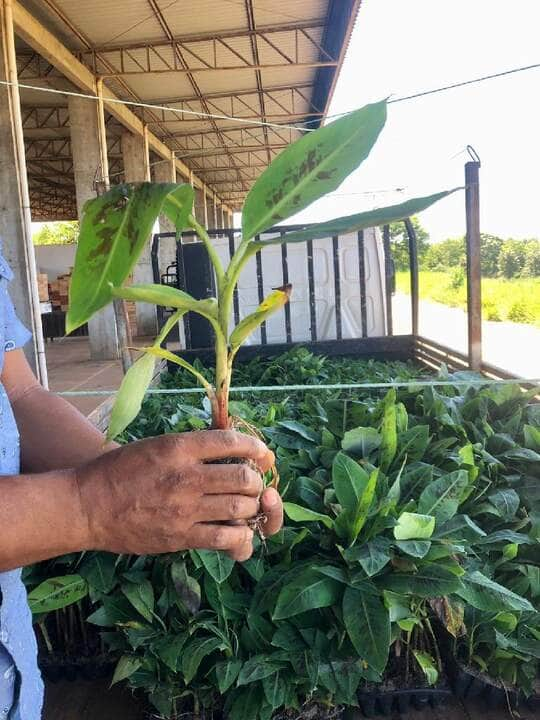 mt produtivo banana repassa 300 mil mudas a prefeituras e associacoes de produtores