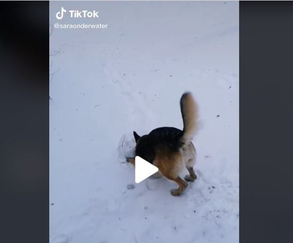A cachorra, que é um pastor alemão, se esforça para fazer a base do boneco com neve