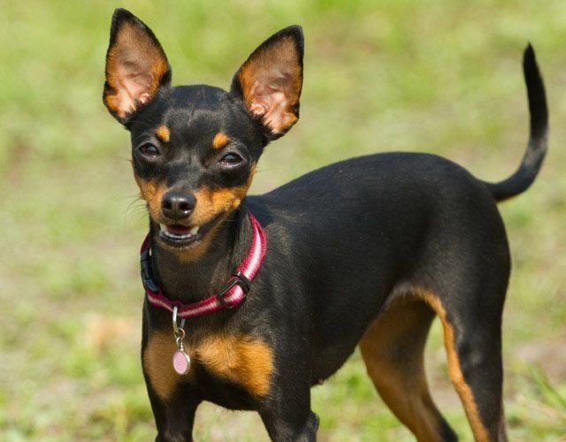 pinscher mini