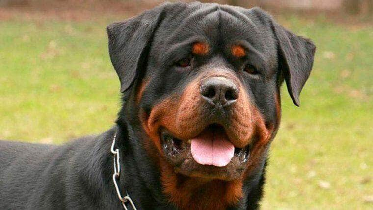 Rottweiler salva a vida de um recém-nascido abandonado