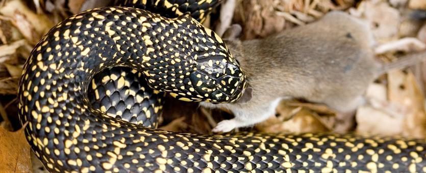 speckled king snake