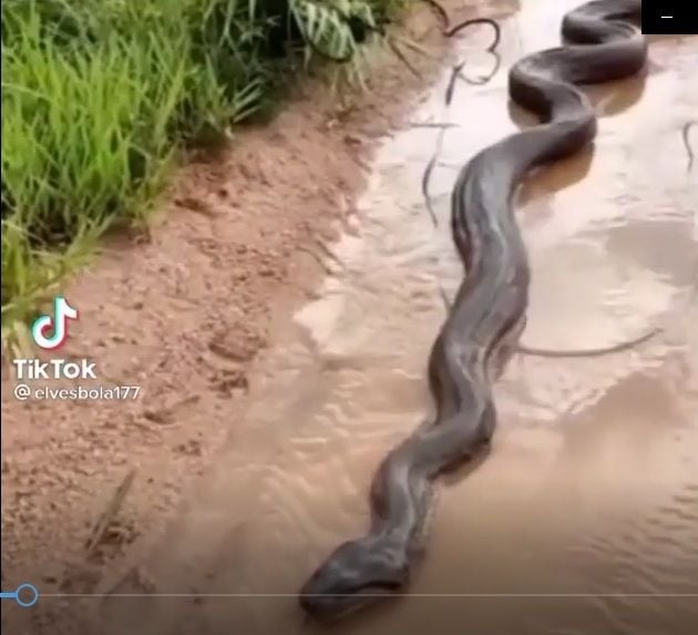 As sucuris, também conhecida como anacondas, é um gênero de boinae encontradas na América do Sul.