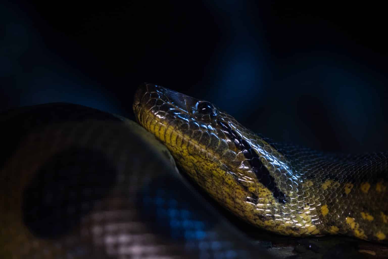 A sucuri é uma cobra da família Boidae, pertencente ao gênero Eunectes e sua distribuição geográfica é restrita à América do Sul.