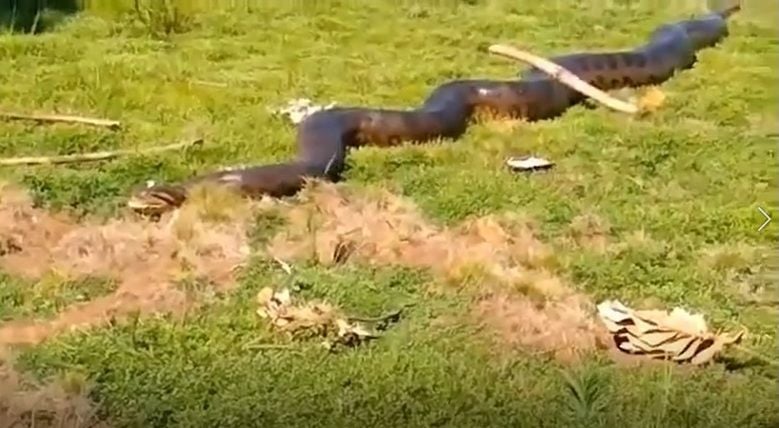 Vídeo que mostra cobra azul extremamente venenosa viraliza no