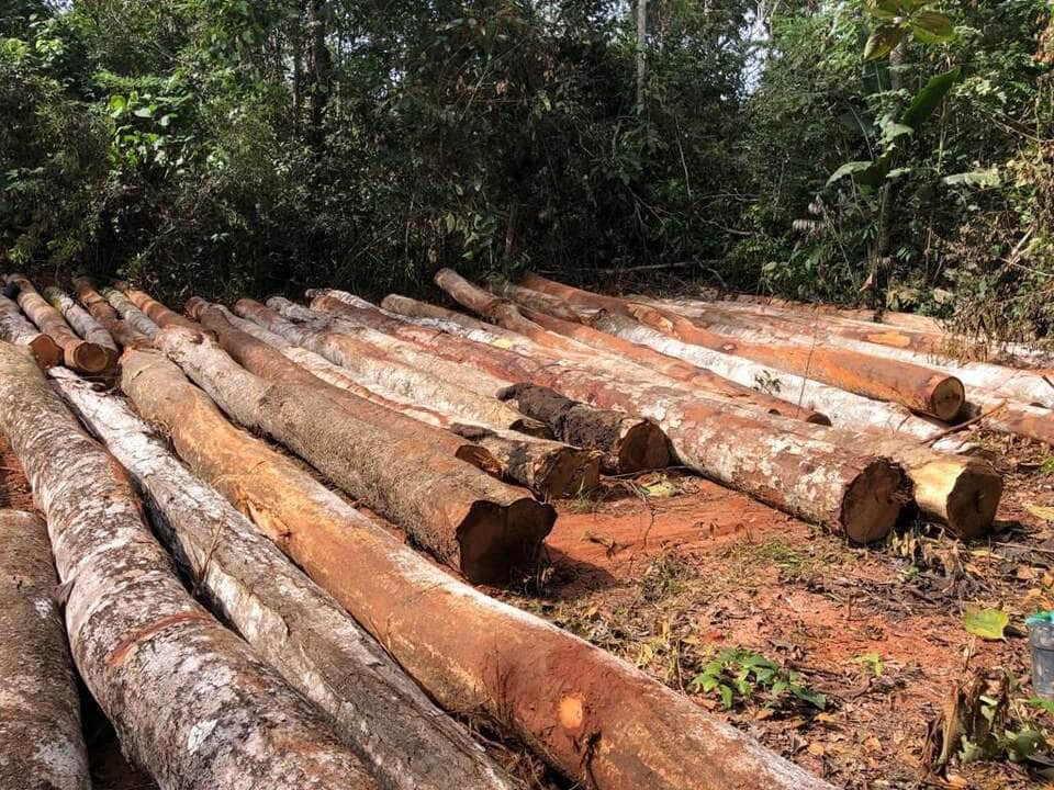 tres homens sao presos por extracao ilegal de madeira em nova maringa