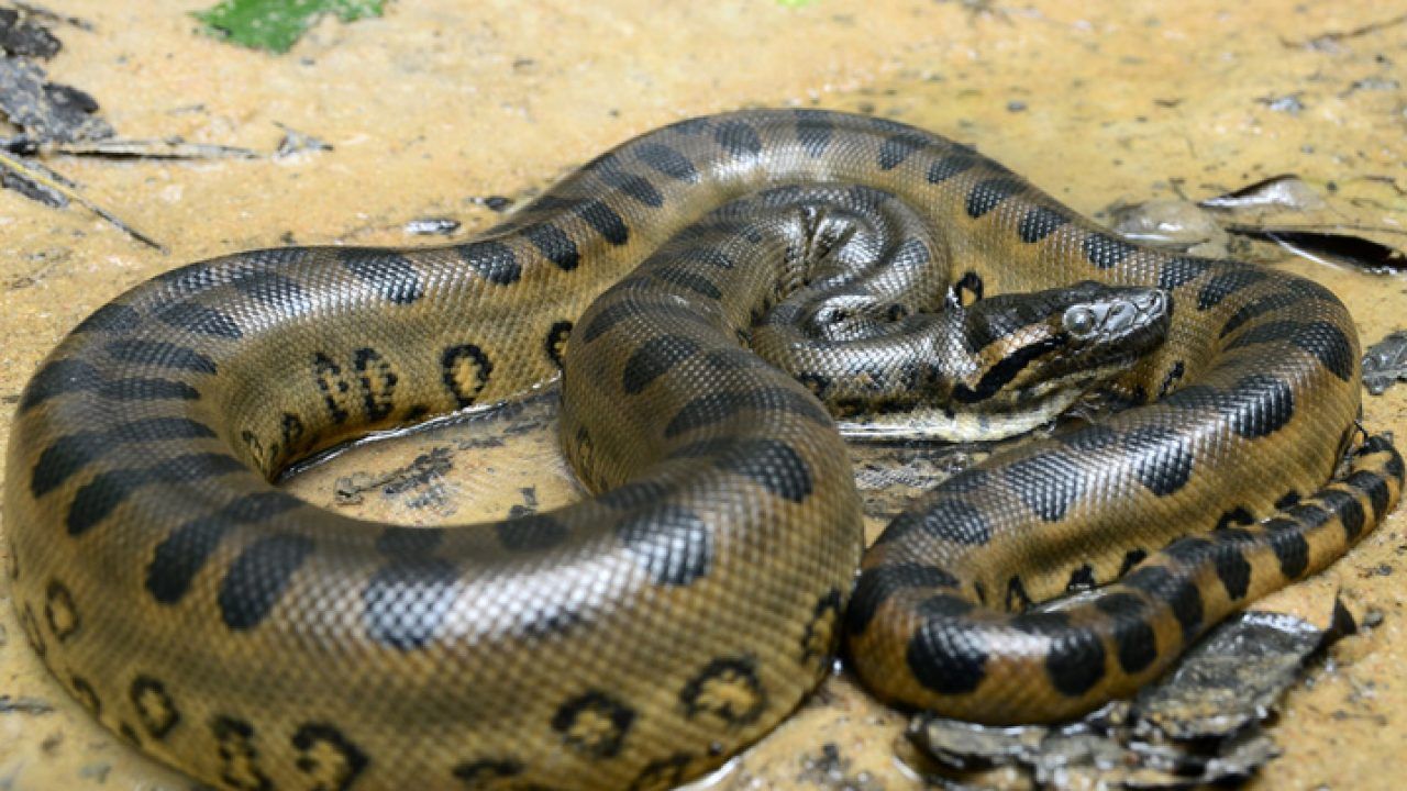 Existem quatro espécies de cobras sucuri, das quais as três primeiras ocorrem no Brasil: Eunectes notaeus, a sucuri-amarela, endêmica da zona do Pantanal; Eunectes murinus, a sucuri-verde, a maior e mais conhecida, ocorrendo em áreas alagadas da região do Cerrado e da Amazônia, sendo que, neste último bioma, os animais costumam alcançar tamanhos maiores; Eunectes deschauenseei,a sucuri-malhada