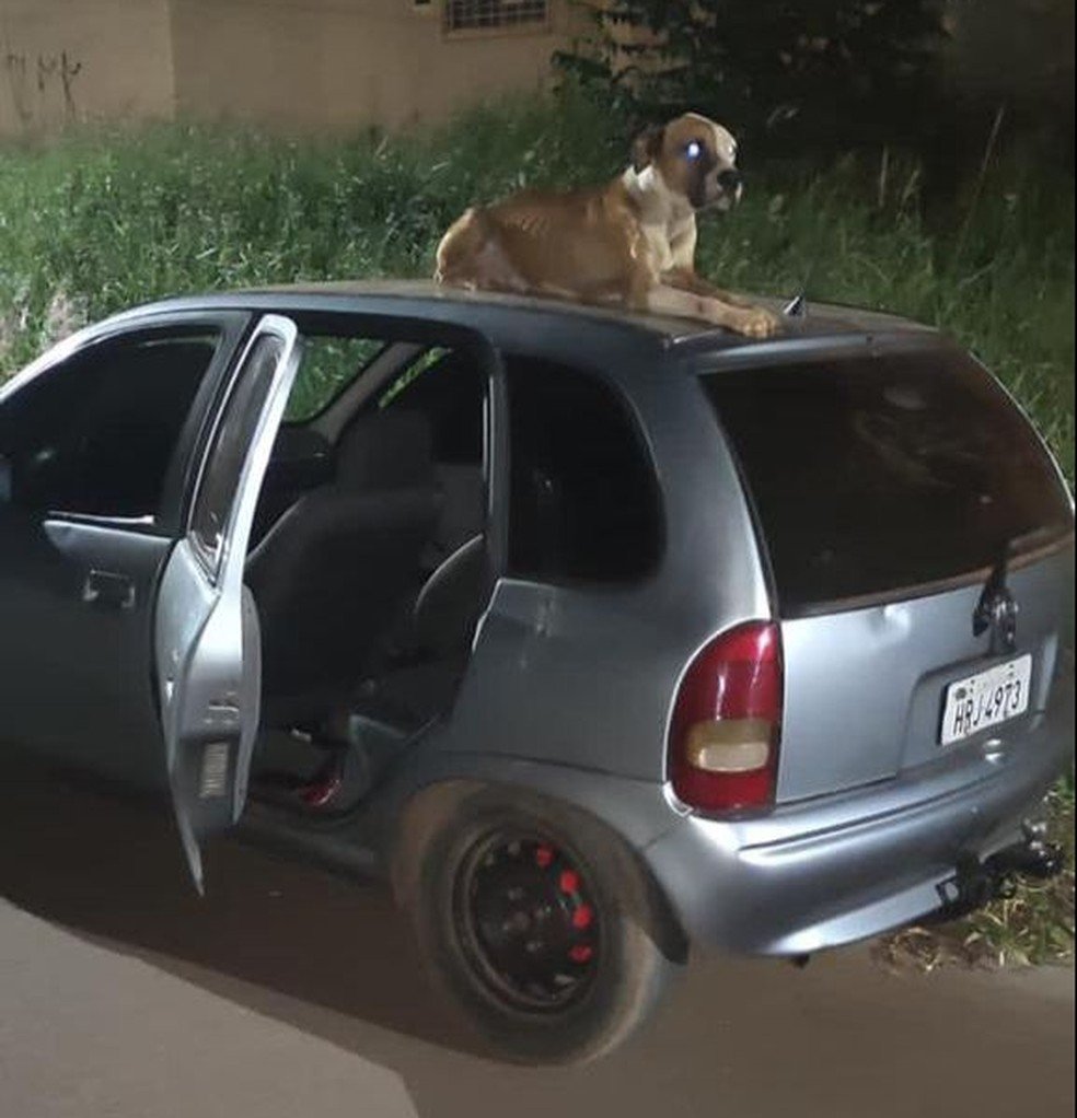 Cachorro não deixada ninguém se aproximar do veículo — Foto: Redes sociais