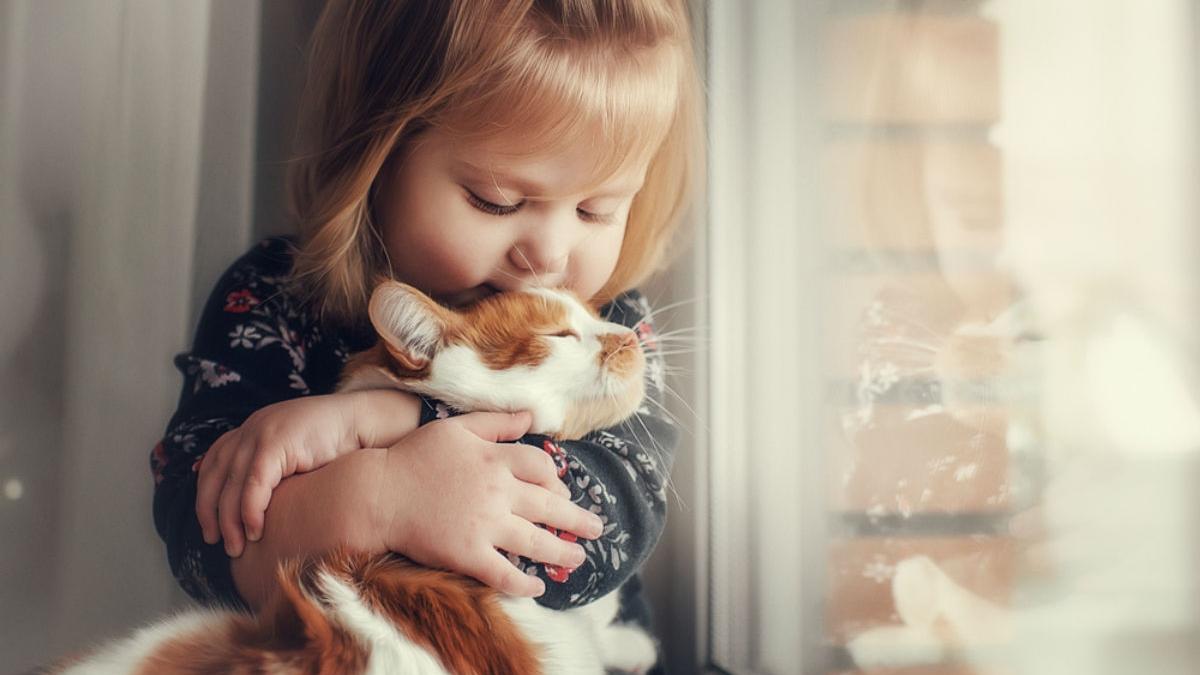 Gatos fazem bem à saúde