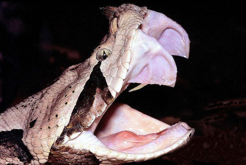 Para o Brasil, são registradas 32 espécies de viperídeos, sendo 2 do gênero Bothrocophias (Amaral, 1935), 28 do gênero Bothrops (Wagler, 1824), 1 do gênero Crotalus (Linnaeus, 1758) e 1 do gênero Lachesis (Linnaeus, 1766) [5], conhecidas popularmente como jararacas (Bothrops e Bothrocophias), cascavéis (Crotalus) e surucucus (Lachesis).